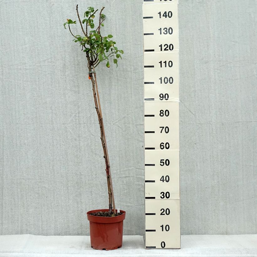 Example of Rosier tige Line Renaud  Pot van 7,5 l/10 l, Stengel as you get in automne