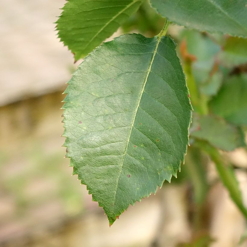 Rosa Minerva - Stamroos (Blad)