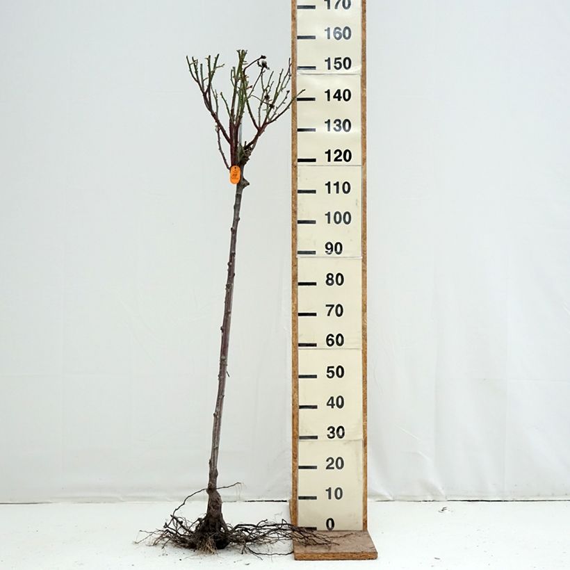 Exemplaar van Rosa Pullman Orient Express - Stamroos Naakte wortel, Stengel zoals geleverd in de winter