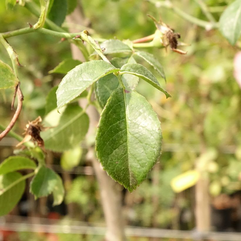 Rosa Magic Meidiland - Stamroos (Blad)