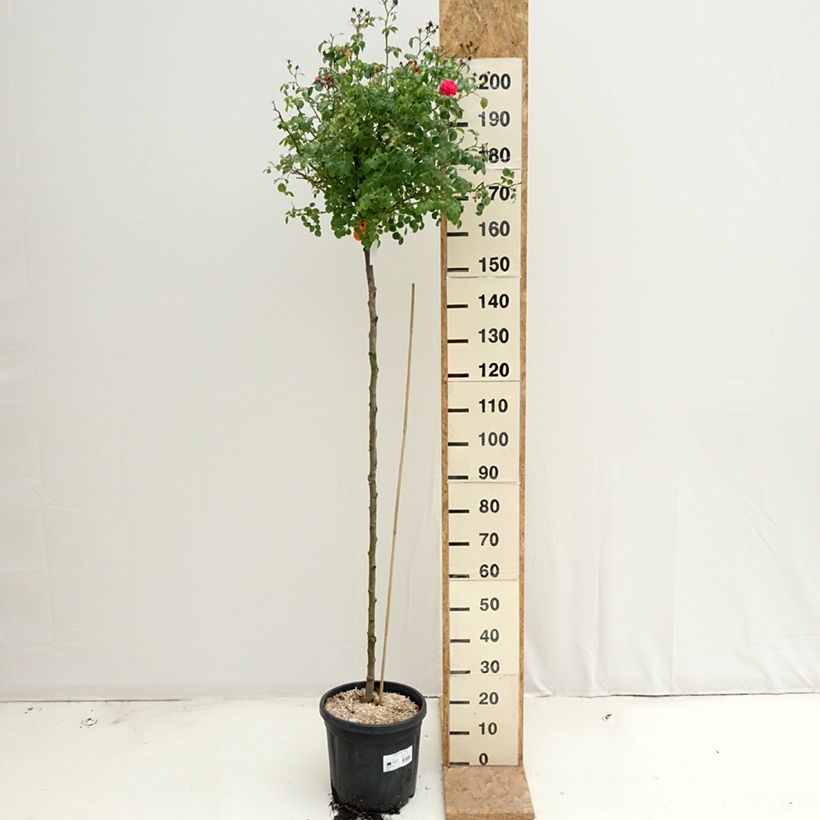 Example of Rosier tige pleureur Magic Meillandecor Meibonrib Pot van 7,5 l/10 l as you get in ete