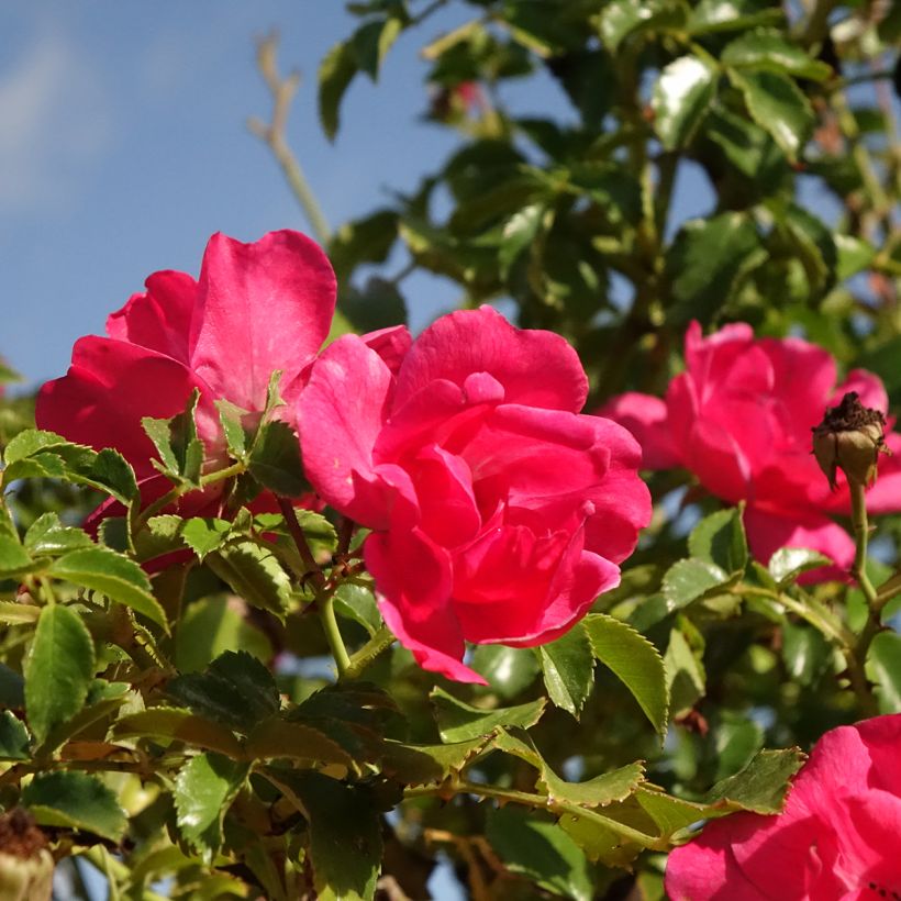 Rosa Magic Meidiland - Stamroos (Bloei)