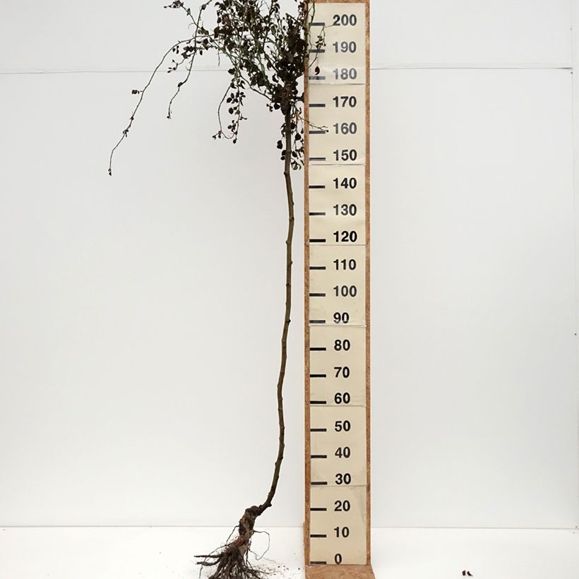 Example of Rosier tige pleureur Magic Meillandecor Meibonrib Naakte wortel as you get in hiver