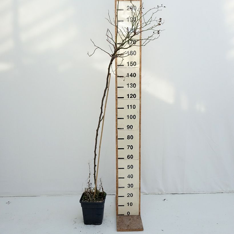 Exemplaar van Rosier tige pleureur Scarlet Meillandecor Meikrotal  Pot de 7,5L/10L zoals geleverd in de winter