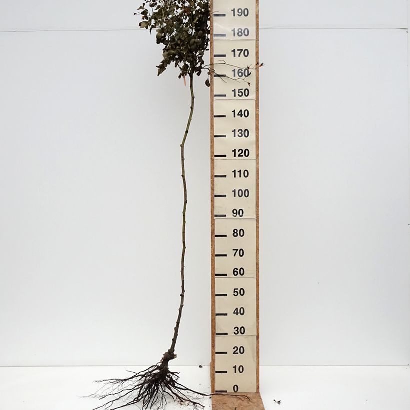 Exemplaar van Rosa Scarlet Meidiland - Stamroos Naakte wortel, Stengel zoals geleverd in de winter