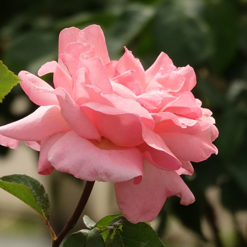 Rosa Queen Elizabeth - Stamroos (Bloei)