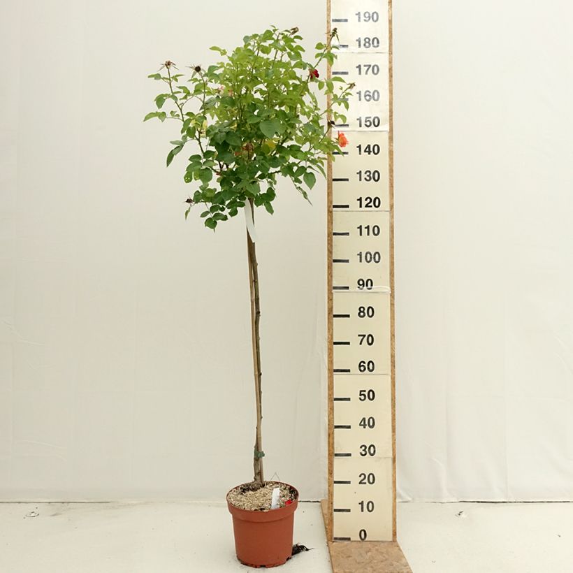 Example of Rosier tige Rochemenier Village Pot van 7,5 l/10 l as you get in ete