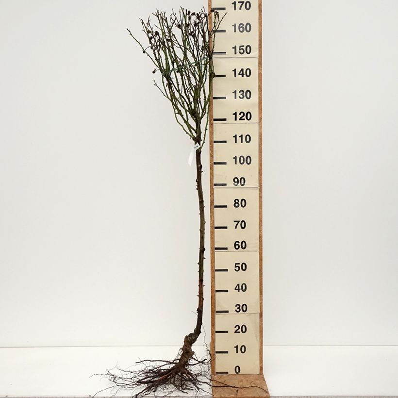 Example of Rosier tige Rochemenier Village Naakte wortel as you get in hiver