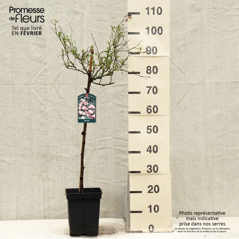 Example of Rosier Tige The Fairy Pot van 7,5 l/10 l, Stengel as you get in hiver