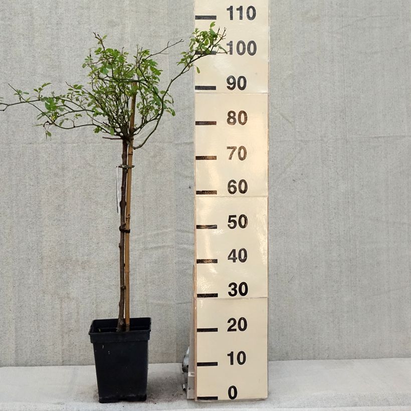 Exemplaar van Rosa The Fairy - Stamroos Pot van 7,5 l/10 l, Stengel zoals geleverd in de lente