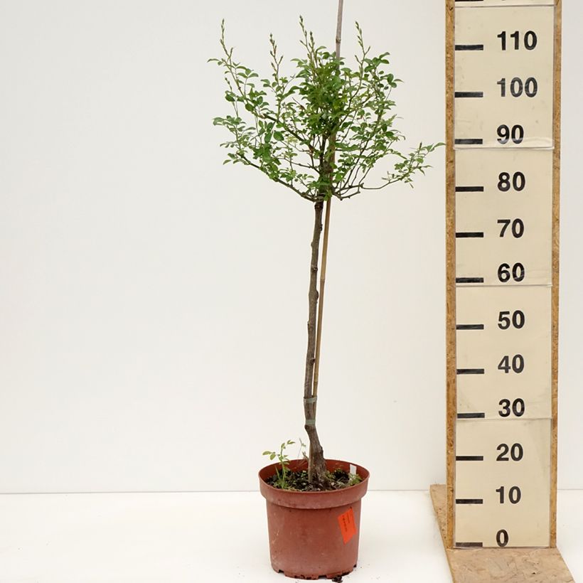 Exemplaar van Rosa The Fairy - Stamroos Pot van 4 l/5 l, Stengel zoals geleverd in de lente