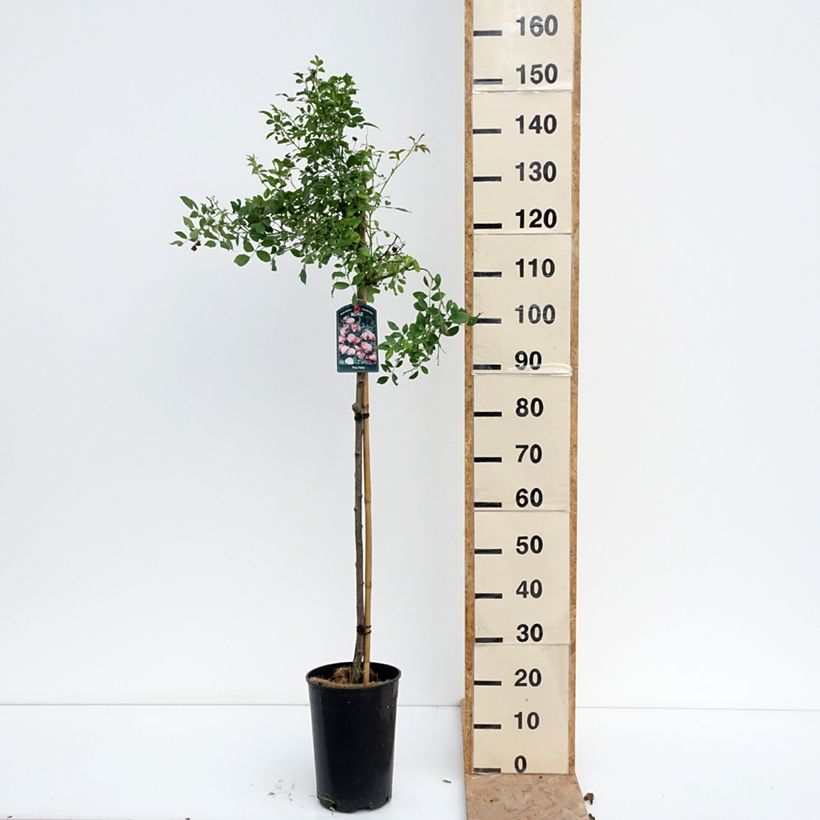Exemplaar van Rosa The Fairy - Stamroos Pot van 7,5 l/10 l, Stengel zoals geleverd in de zomer