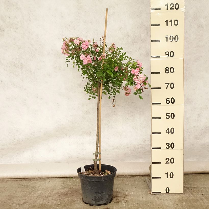 Exemplaar van Rosa The Fairy - Stamroos Pot van 4 l/5 l, Stengel zoals geleverd in de zomer