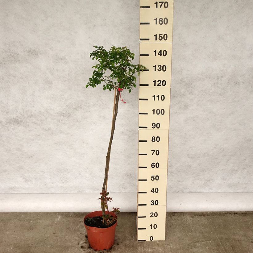 Exemplaar van Rosa Toscana - Stamroos Pot van 4 l/5 l, Stengel zoals geleverd in de lente