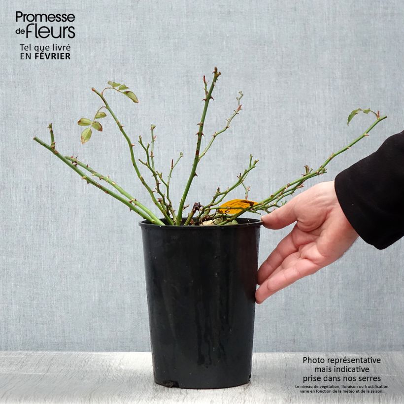 Example of Rosier Sans Contraintes Toscana / Gärtnerfreude Pot van 3 l/4 l as you get in hiver