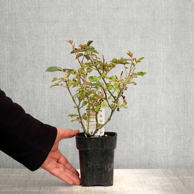 Example of Rosier Urban Streetlight Rekord Cubana Pot van 10 cm/11 cm as you get in printemps