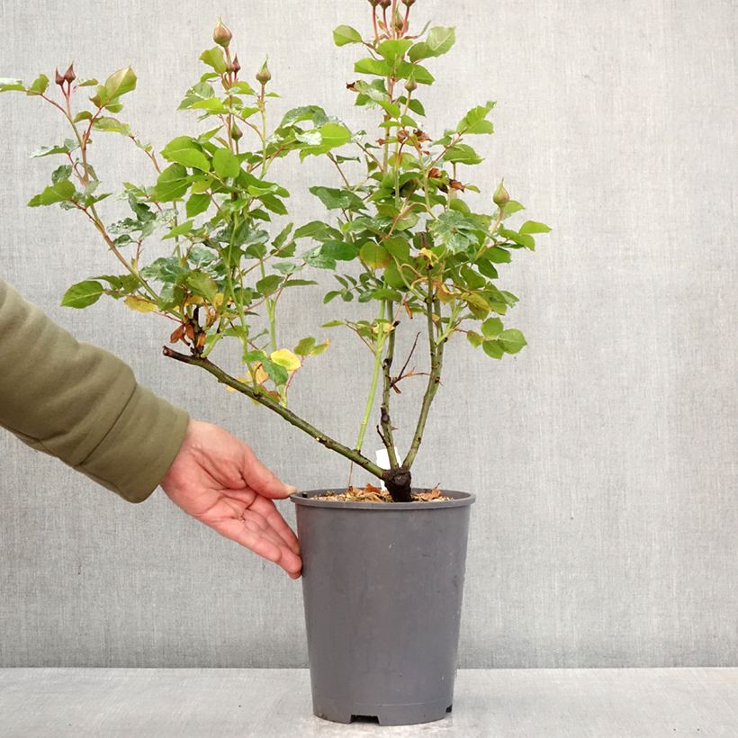 Exemplaar van Rosa Sunmaid - Trosroos Pot van 3 l/4 l zoals geleverd in de lente