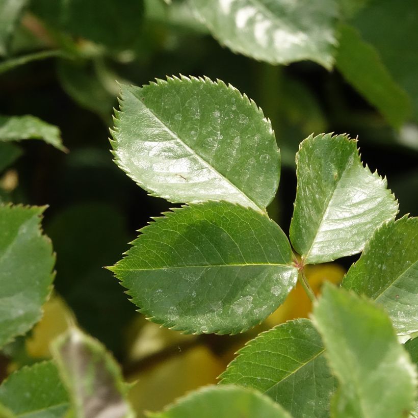 Rosa Sunmaid - Trosroos (Blad)