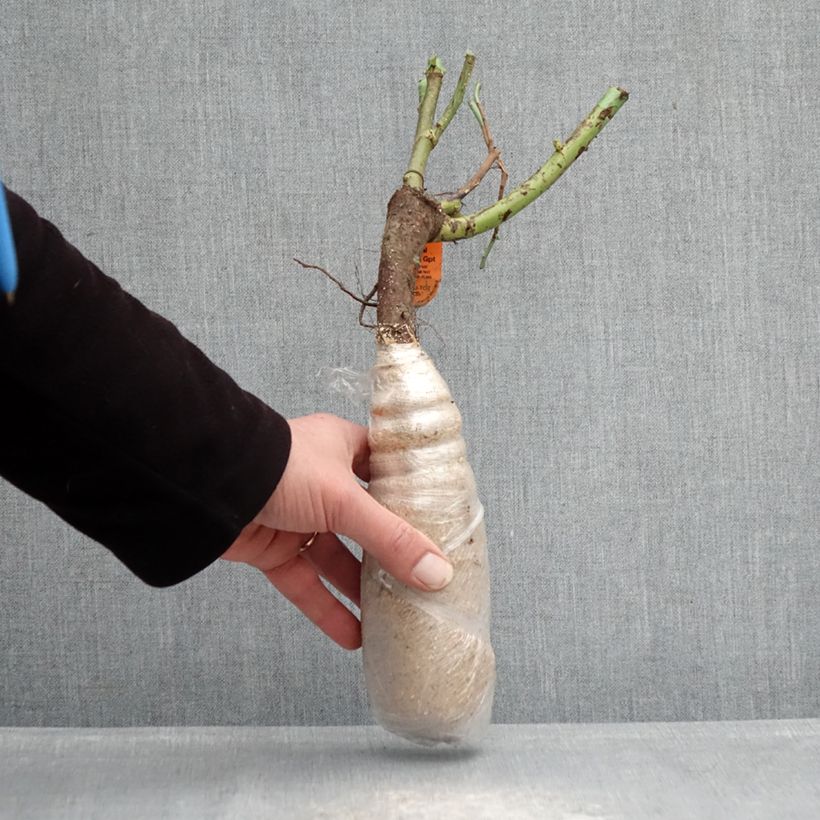 Exemplaar van Rosa Sunmaid - Trosroos In kluit zoals geleverd in de winter