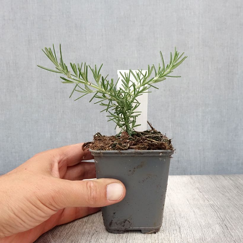 Exemplaar van Rosmarinus officinalis Blue Cascade - Rozemarijn retombant Kweekpotje van 8/9 cm zoals geleverd in de zomer