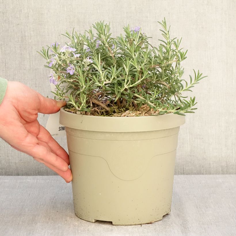 Exemplaar van Rosmarinus officinalis Blue Cascade - Rozemarijn retombant Pot van 3 l/4 l zoals geleverd in de winter