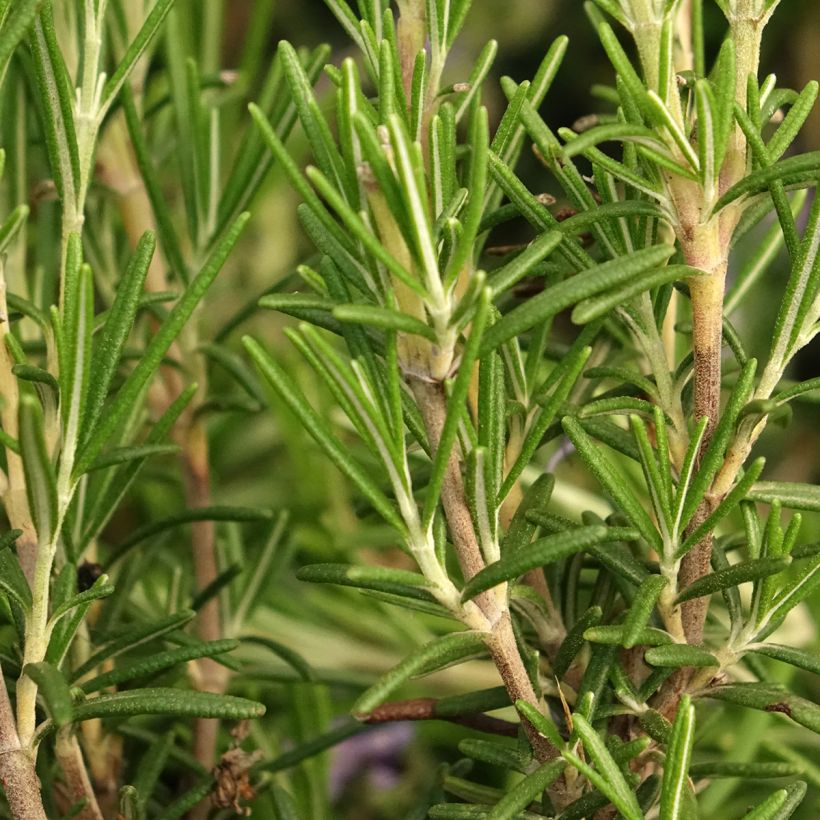 Rosmarinus officinalis Corsican Blue - Rozemarijn (Blad)