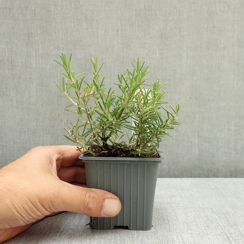 Exemplaar van Rosmarinus officinalis Corsican Blue - Rozemarijn Kweekpotje van 8/9 cm zoals geleverd in de zomer