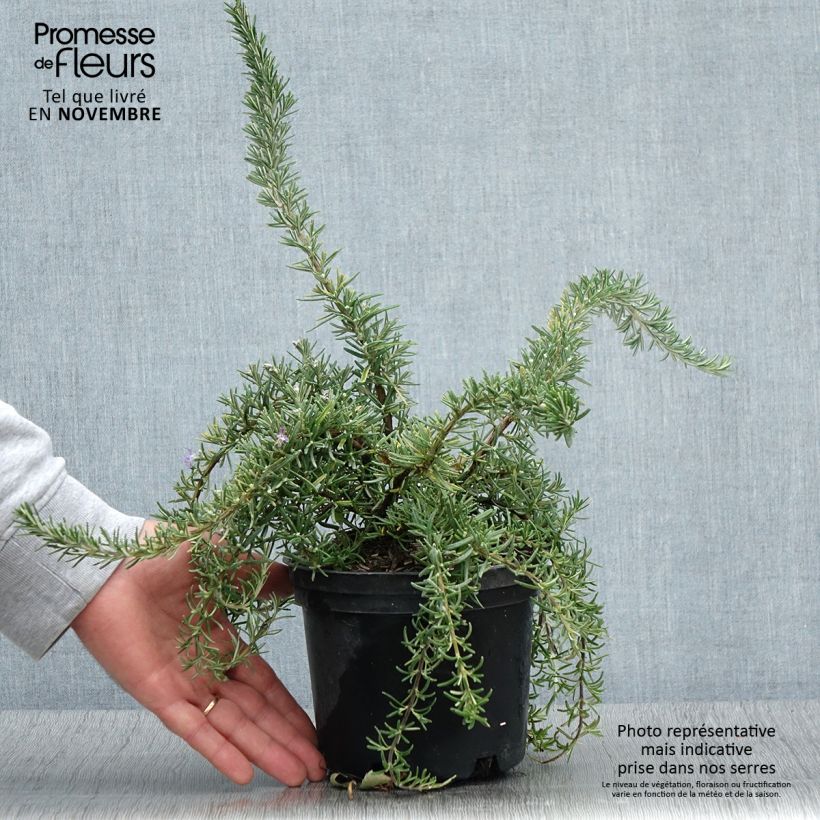 Exemplaar van Rosmarinus officinalis Corsican Blue - Romarin Pot de 2L/3L zoals geleverd in de herfst