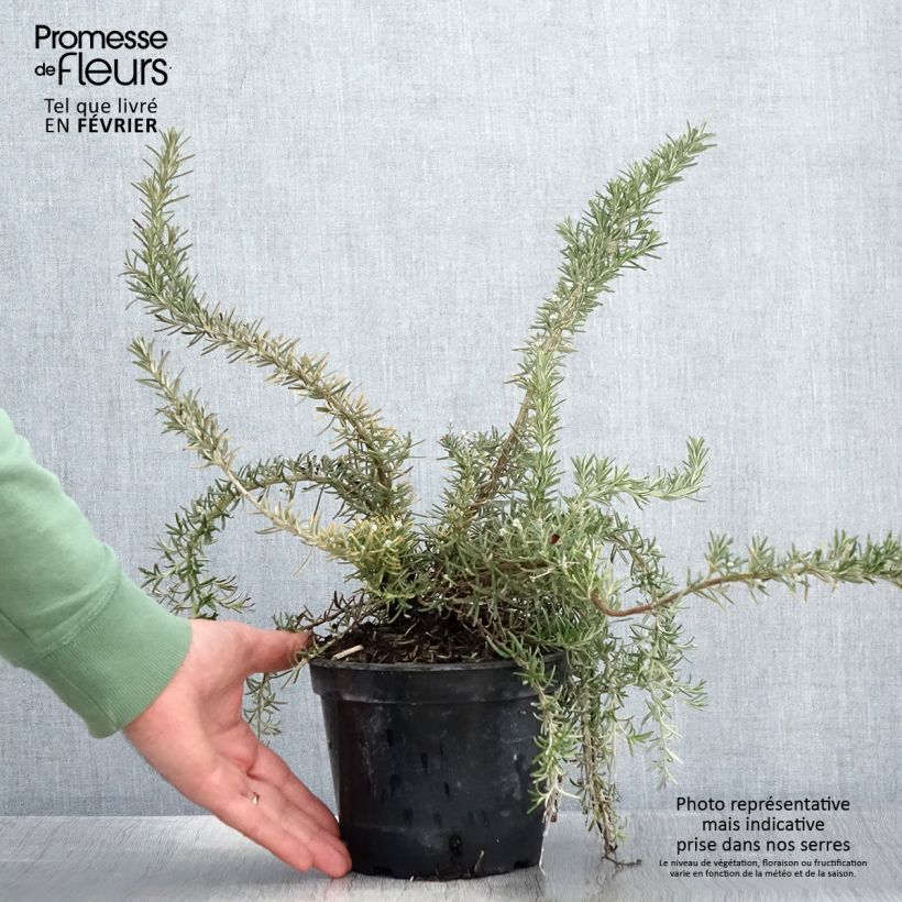 Exemplaar van Rosmarinus officinalis Corsican Blue - Rozemarijn Pot van 2 l/3 l zoals geleverd in de winter