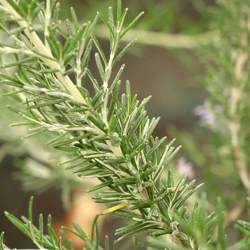 Rosmarinus officinalis Whitewater Silver - Rozemarijn prostré (Blad)