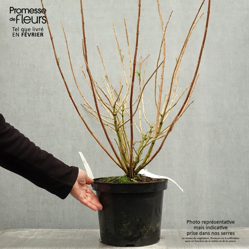 Example of Rostrinucula dependens Happy Cascade - Menthe en arbre Pot van 7,5 l/10 l as you get in hiver