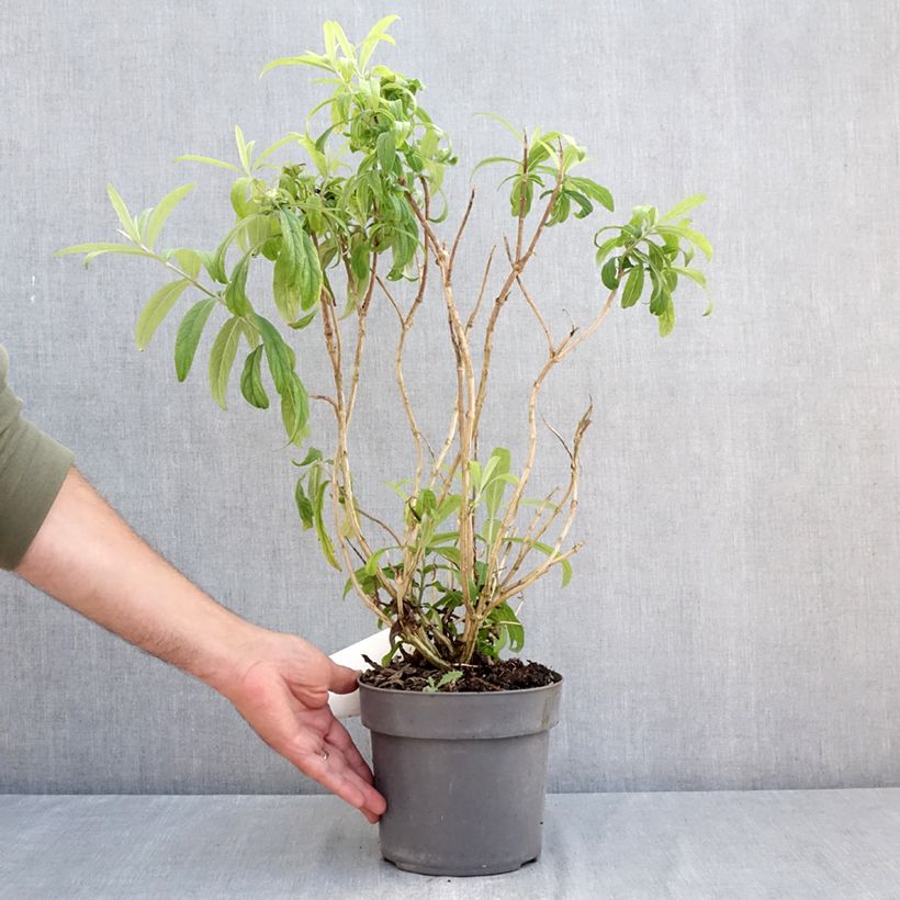 Exemplaar van Rostrinucula dependens - Hangende buddleja Pot van 3 l/4 l zoals geleverd in de zomer