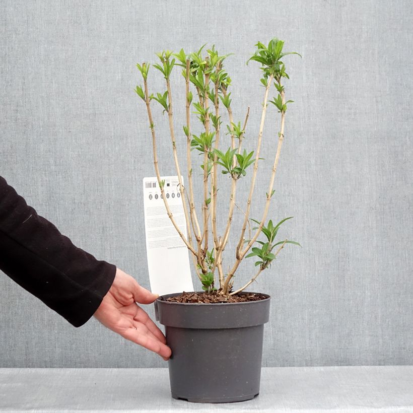 Exemplaar van Rostrinucula dependens - Hangende buddleja Pot van 3 l/4 l zoals geleverd in de lente