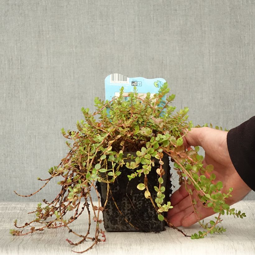 Exemplaar van Rotala indica - Rotala des Indes Pot van 1 l/1,5 l zoals geleverd in de herfst
