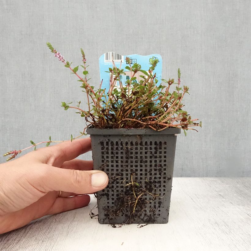 Exemplaar van Rotala indica - Rotala des Indes Pot van 1 l/1,5 l zoals geleverd in de zomer