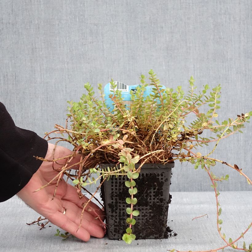 Example of Rotala indica - Rotala des Indes Pot van 1 l/1,5 l as you get in hiver