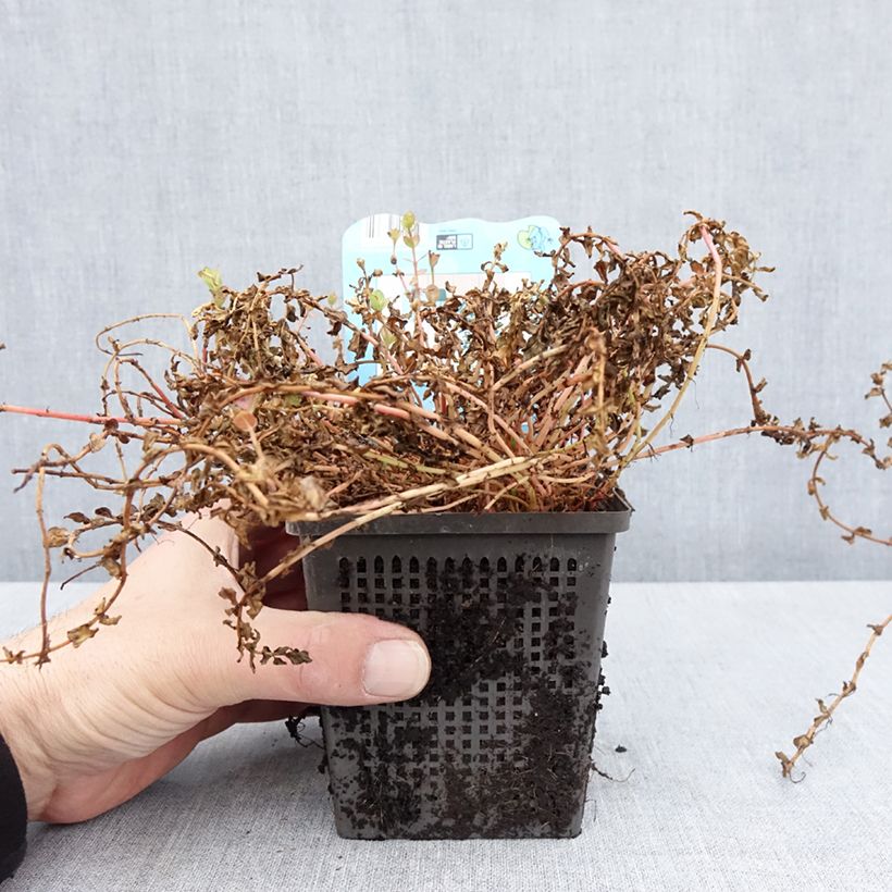 Exemplaar van Rotala indica - Rotala des Indes Pot van 1 l/1,5 l zoals geleverd in de lente