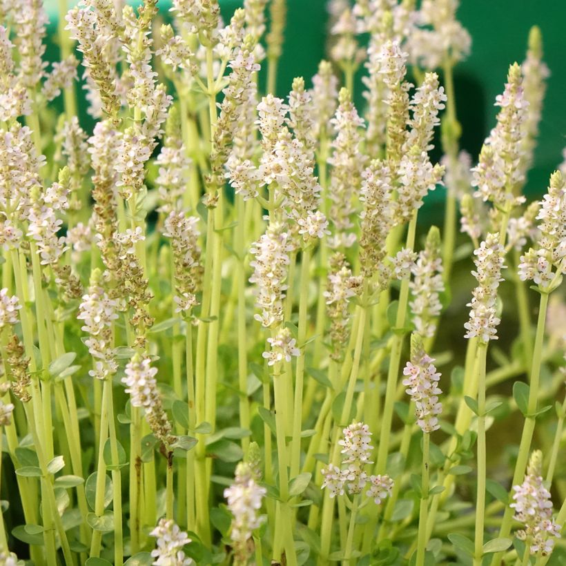 Rotala rotundifolia Green - Rotala rondeblad (Bloei)
