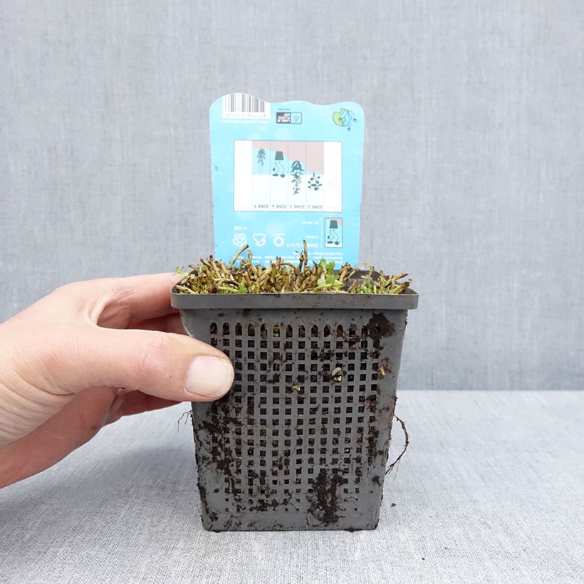 Example of Rotala rotundifolia Green - Rotala à feuilles rondes Pot van 1 l/1,5 l as you get in printemps