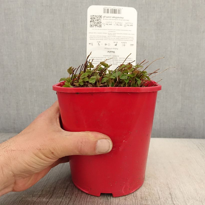 Exemplaar van Rubus arcticus Beata - Poolbraam Pot van 2 l/3 l zoals geleverd in de lente