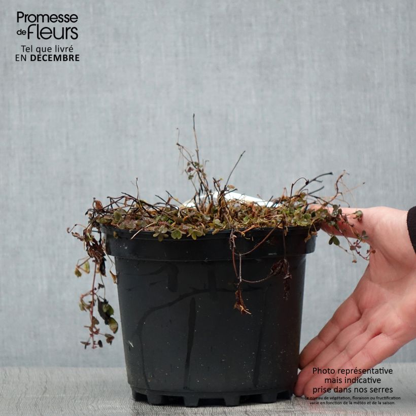 Example of Rubus arcticus Beata - Framboisier de l'arctique Pot van 2 l/3 l as you get in hiver