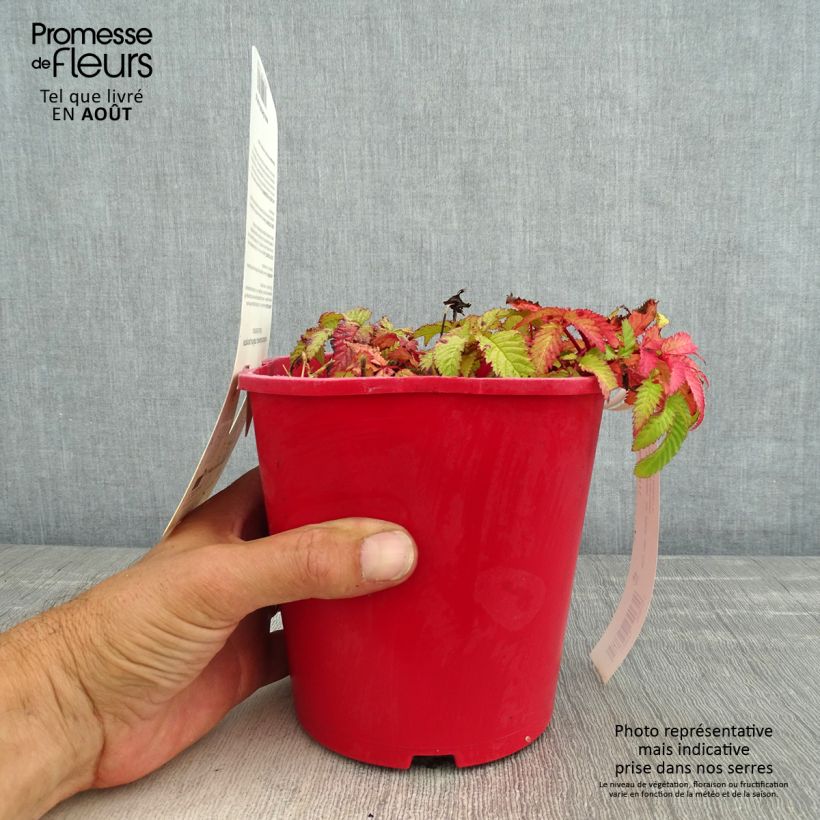 Exemplaar van Rubus illecebrosus - Aardbeiframboos Pot van 2 l/3 l zoals geleverd in de zomer