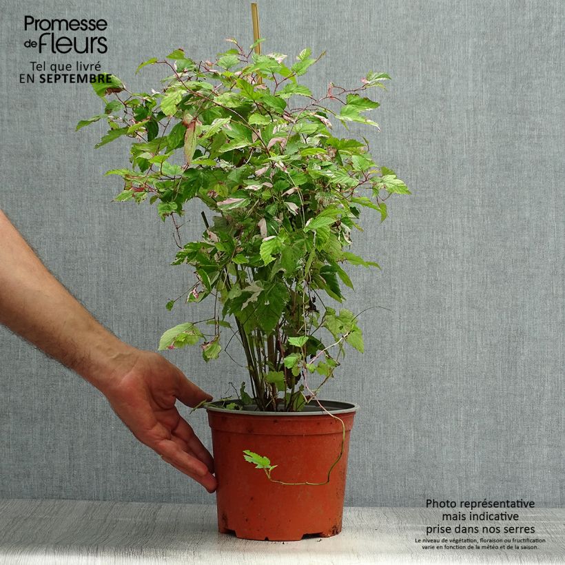Exemplaar van Rubus microphyllus Variegatus - Ronce d'ornement panachée Pot de 3L/4L zoals geleverd in de herfst