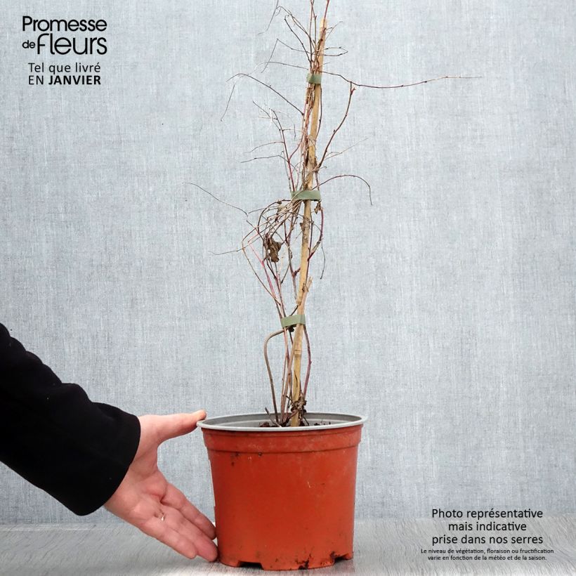 Exemplaar van Rubus microphyllus Variegatus - Ronce dornement bont Pot van 3 l/4 l zoals geleverd in de lente