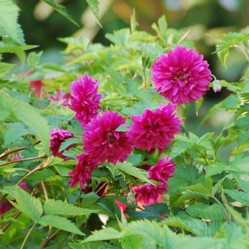 Rubus spectabilis Olympic Double - Prachtframboos (Flowering)
