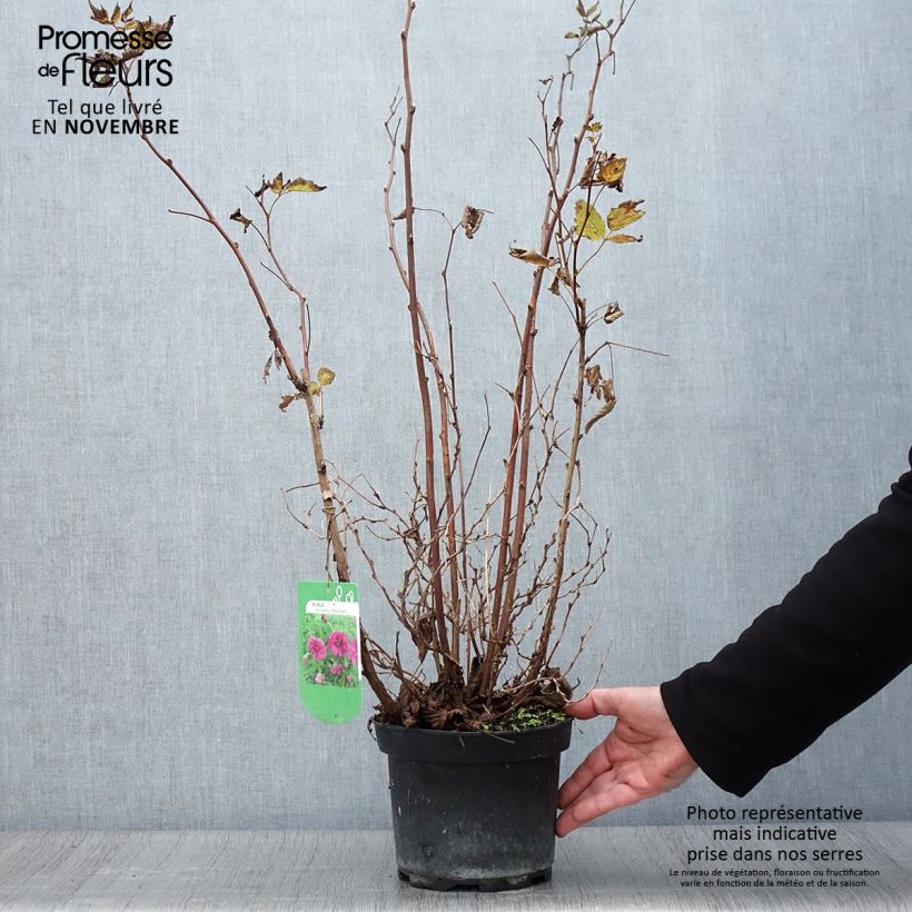 Exemplaar van Rubus spectabilis Olympic Double - Prachtframboos Pot van 3 l/4 l zoals geleverd in de herfst