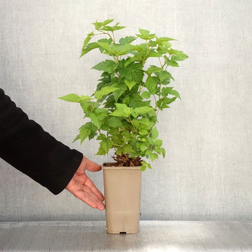 Exemplaar van Prachtframboos Pacific Rose Pot van 1,5 l/2 l, Pol zoals geleverd in de herfst