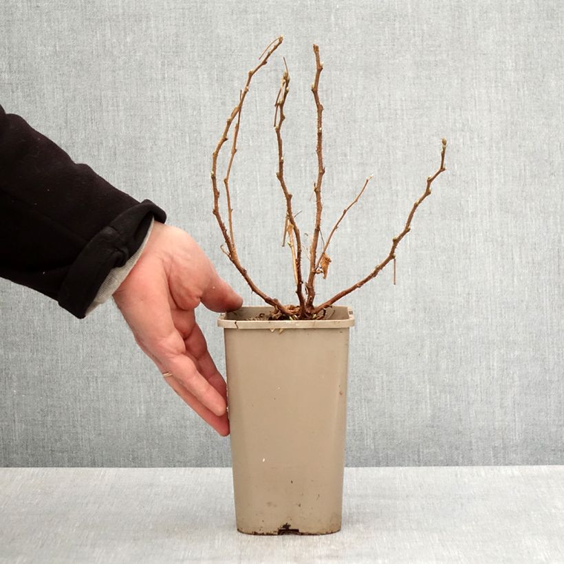 Exemplaar van Prachtframboos Pacific Rose Pot van 1,5 l/2 l, Pol zoals geleverd in de lente