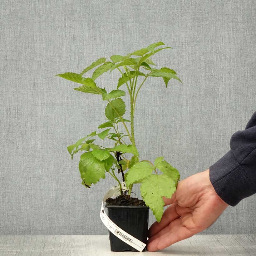 Exemplaar van Framboos Glen Coe Kweekpotje van 8/9 cm zoals geleverd in de lente