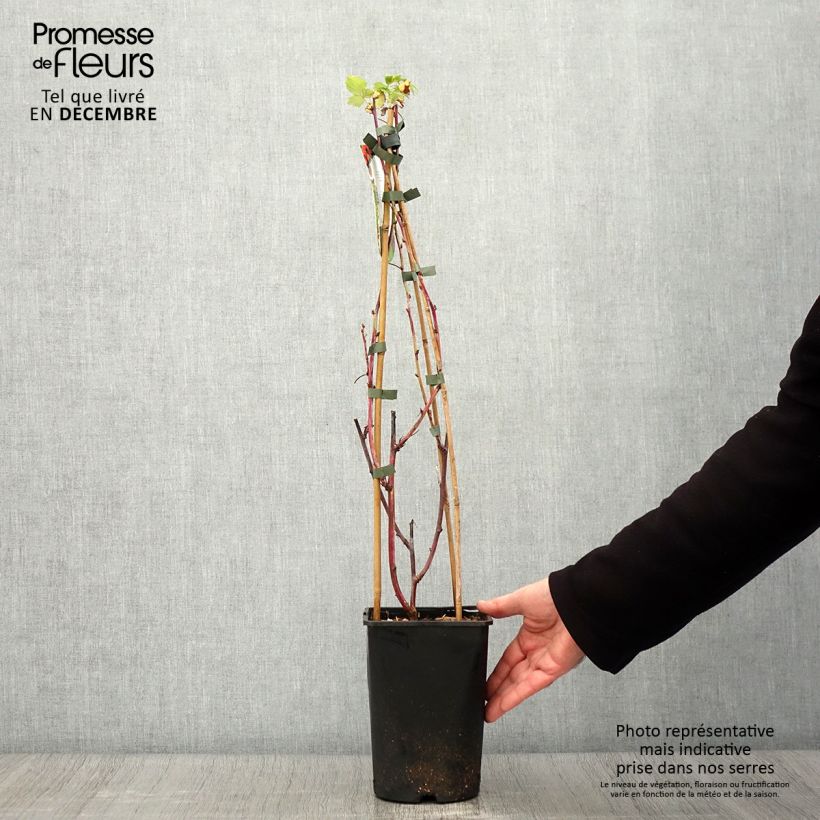 Exemplaar van Framboos Glen Coe Pot van 2 l/3 l zoals geleverd in de herfst
